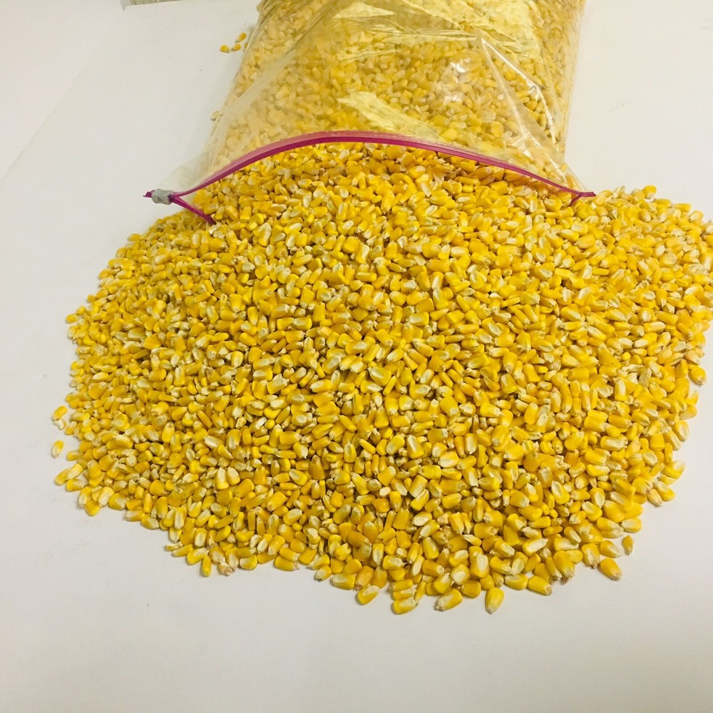 Whole Kernel Corn Animal Wildlife Feed Arts & Crafts 10 Lbs