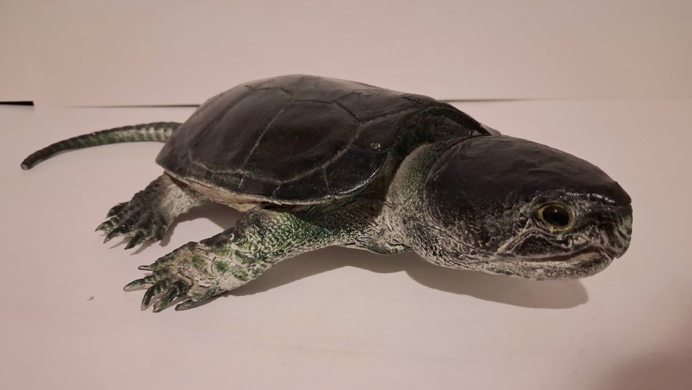 AAA Realistic PVC Big Headed/Snapping Turtle