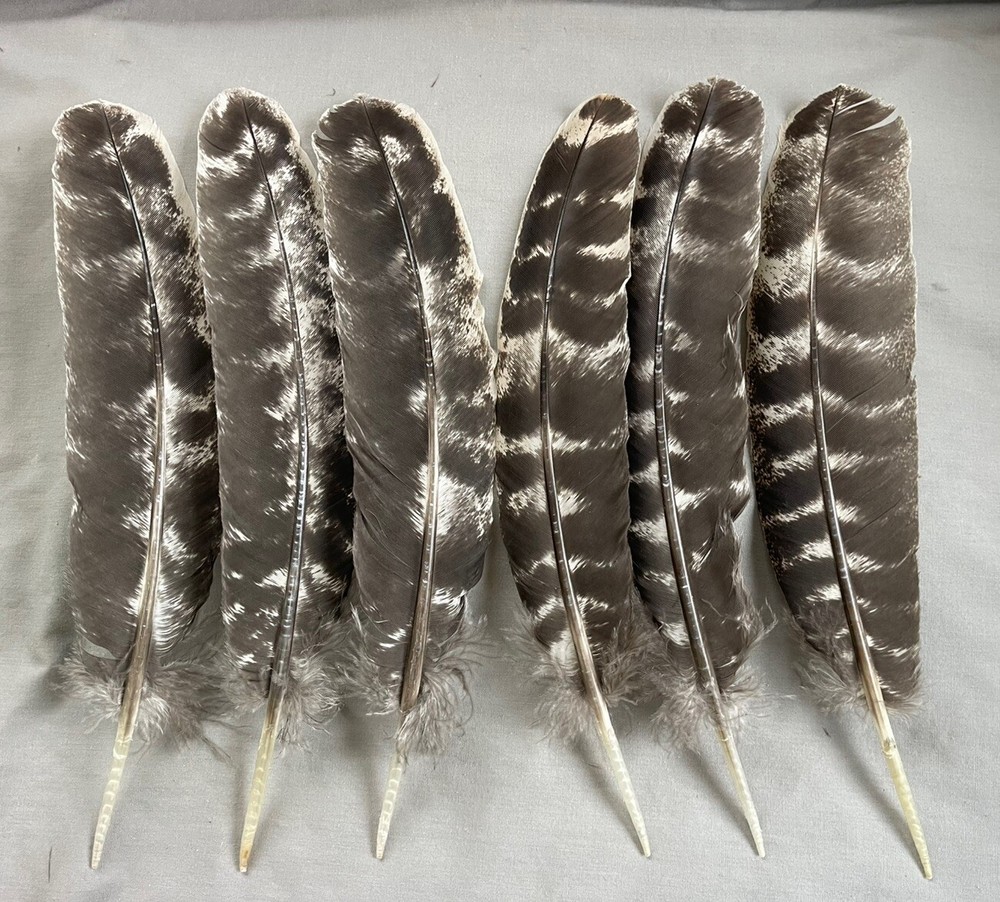 12 - Grade #1 Medium Washed Out Bronze Turkey Secondary Wing Feathers