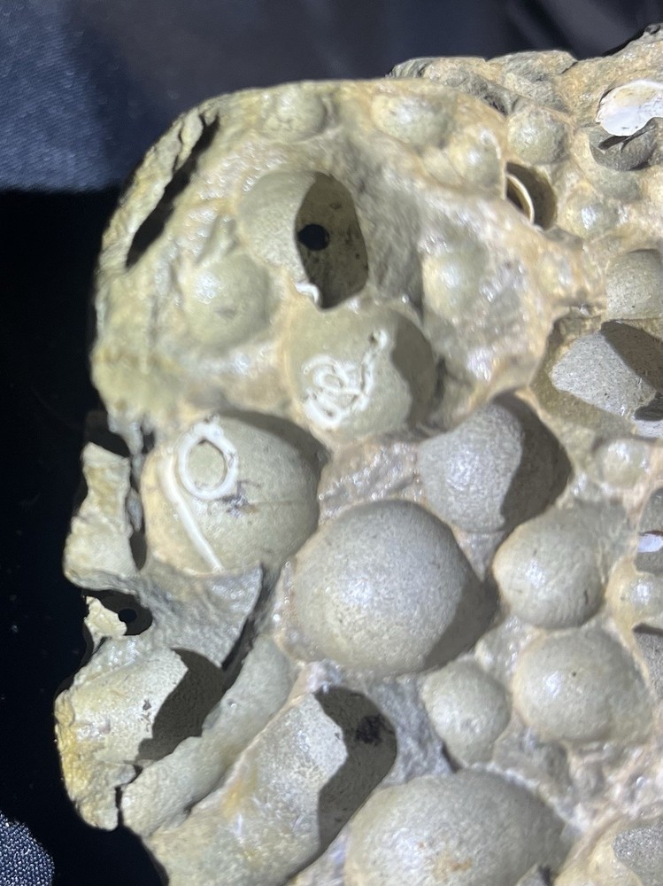 Fossil Shell Clam in Hag Stone Boulder -adder Rock-Omar Stone 2.6 Lbs