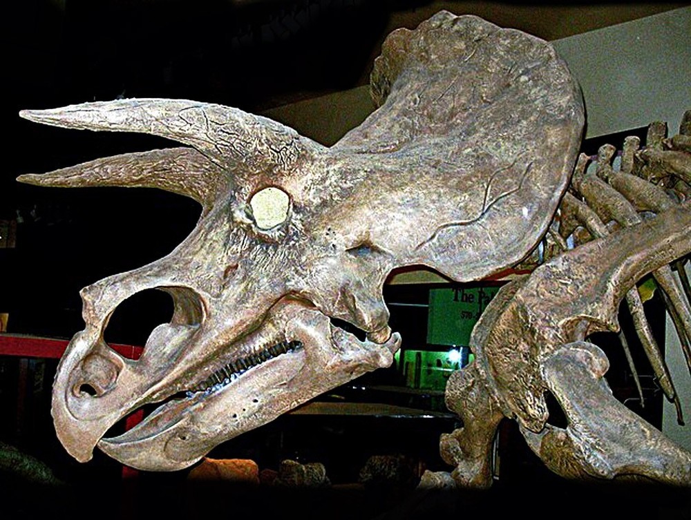 Genuine triceratops fossil