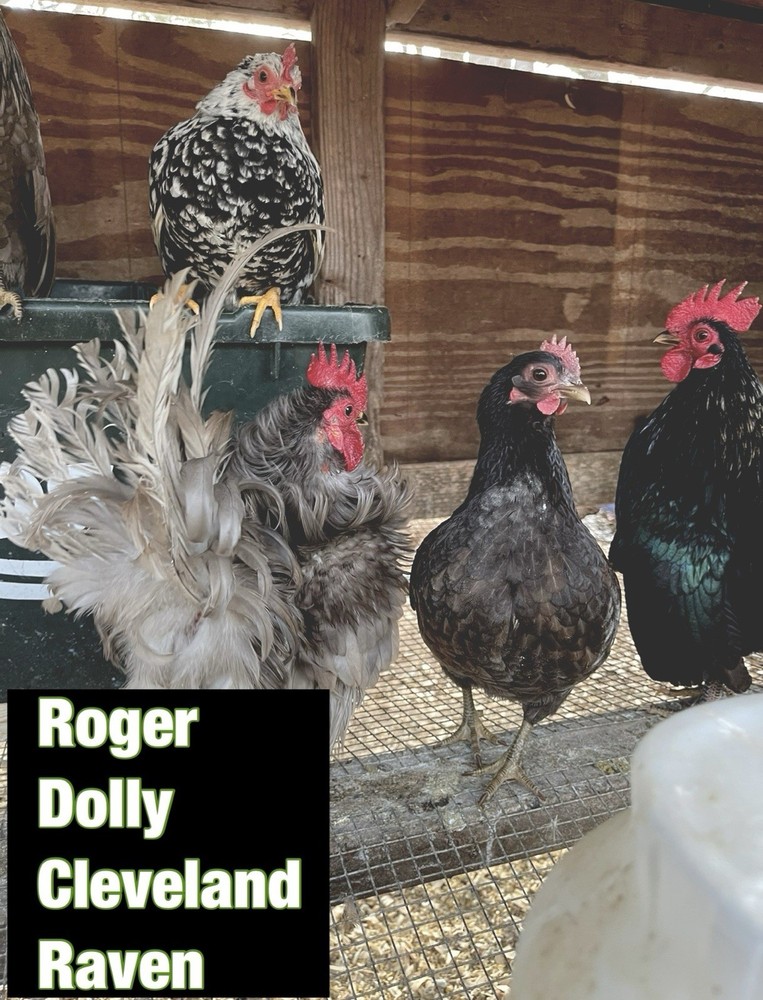 Serama Hatching Eggs 5+ Smooth and possible Frizzles