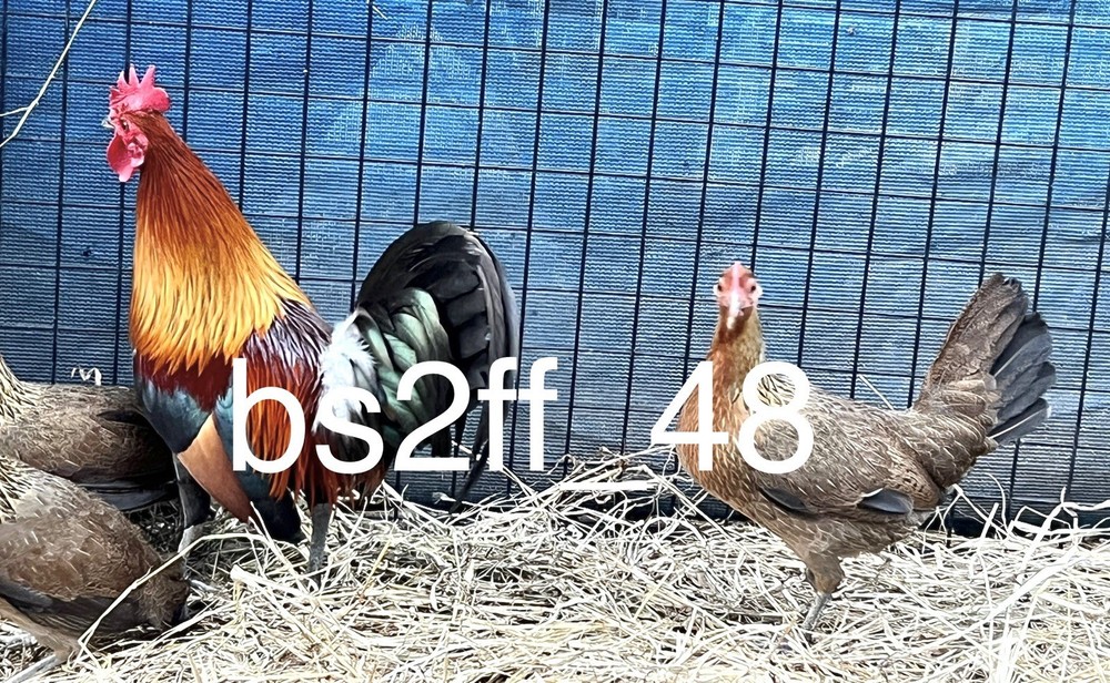 Red Jungle Fowl Hatching Egg