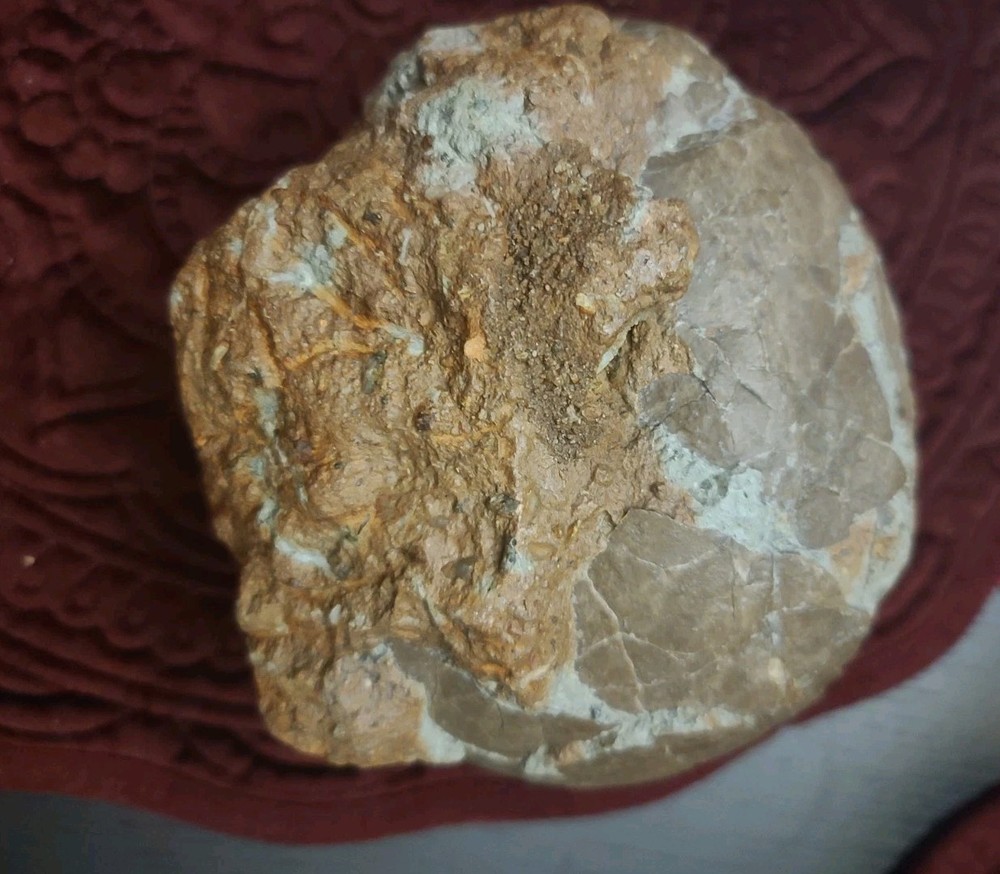 Authentic Hadrosaur Dinosaur Egg