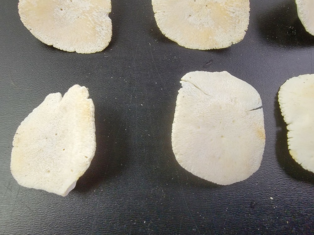 Gator ALLIGATOR BACK SCUTE bone bones BONY skutes croc weird OSTEODERMS CLEAN
