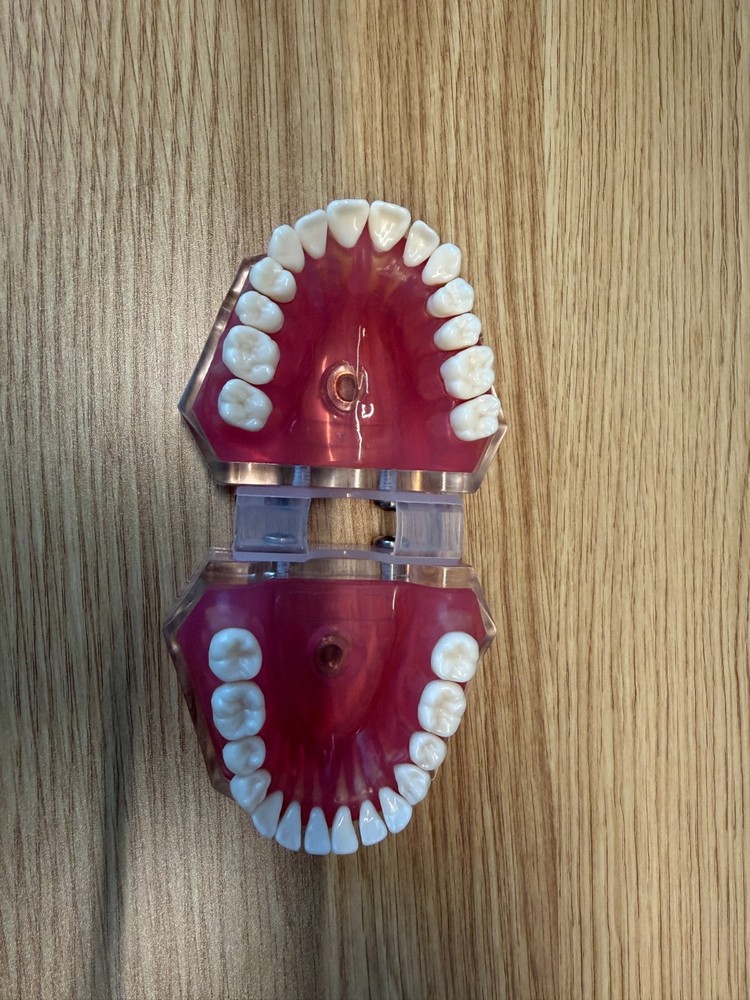 Dental Study Typodont Removable Teeth Soft Gums