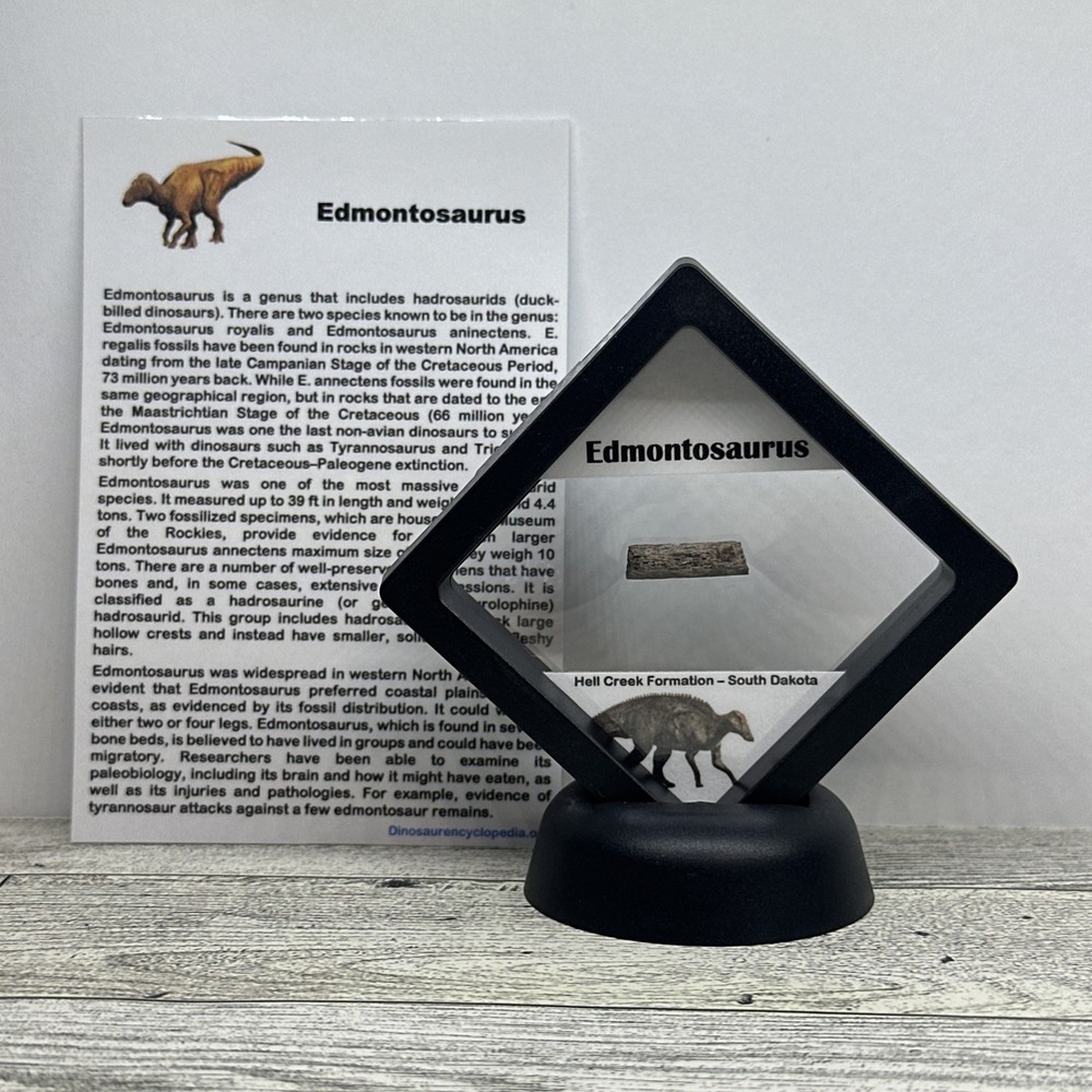 Edmontosaurus Extinct Dinosaur Tendon Fossil with Display Case