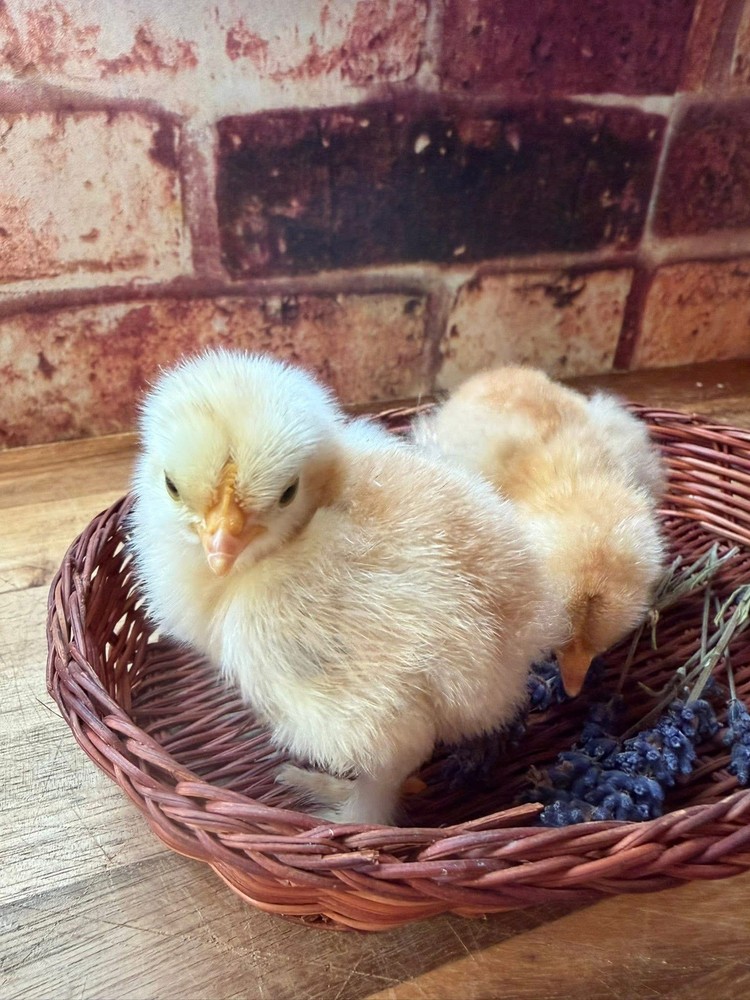 6+ Black Tail Red Marans hatching eggs