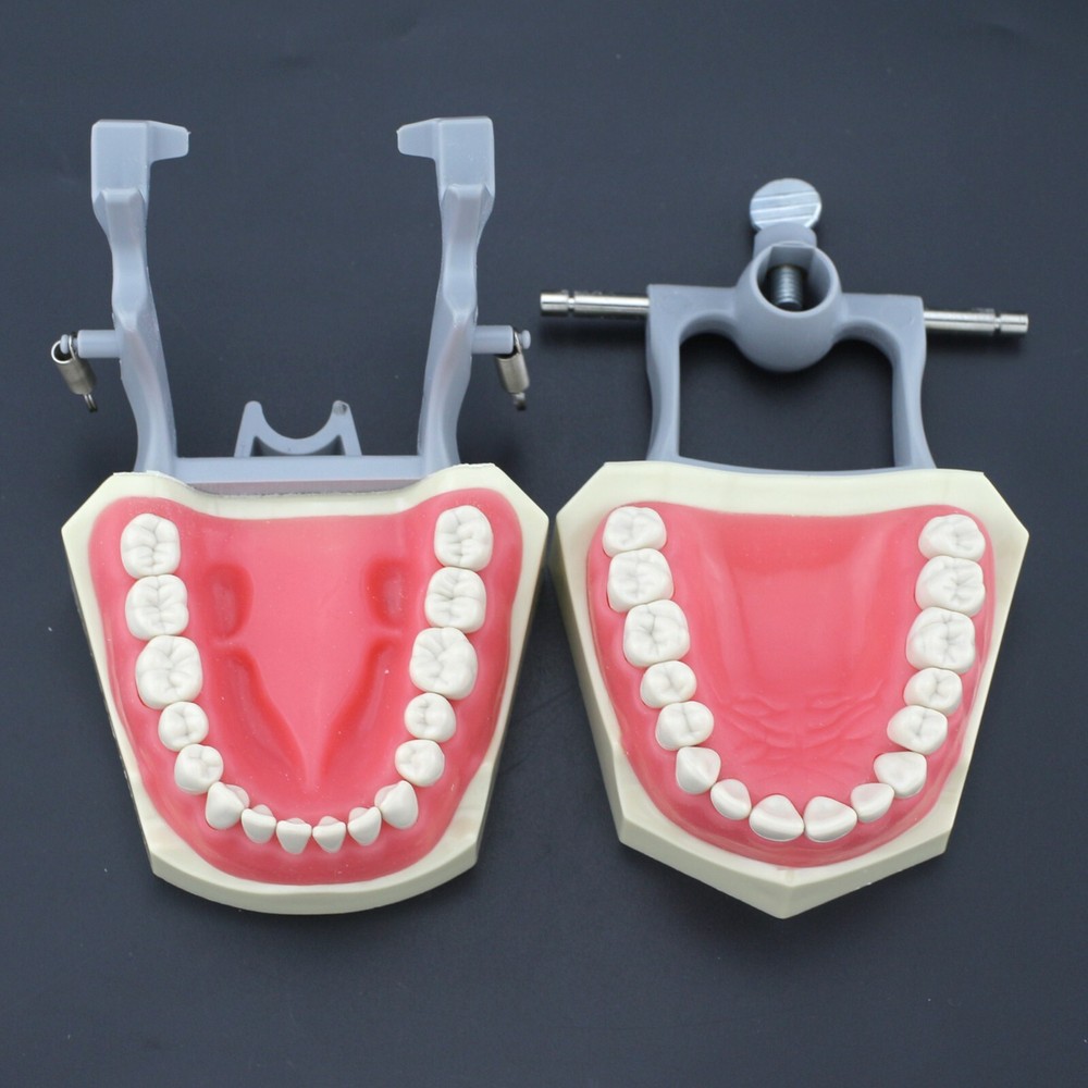 Columbia Dentoform 860 Type Dental Typodont Model 32pcs Removable Teeth