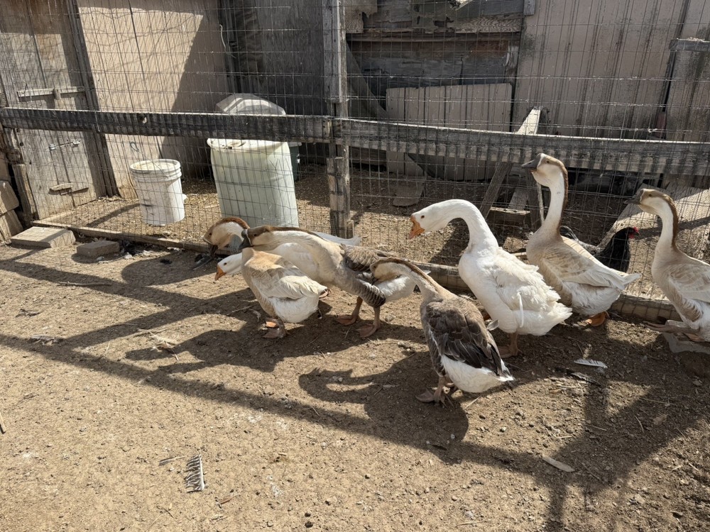 African Dewlap geese Hatching Eggs