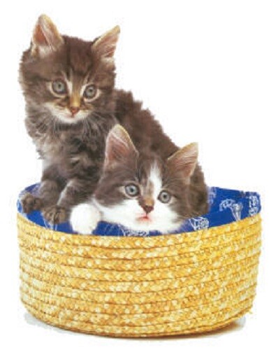Address Labels - Kittens in a Basket