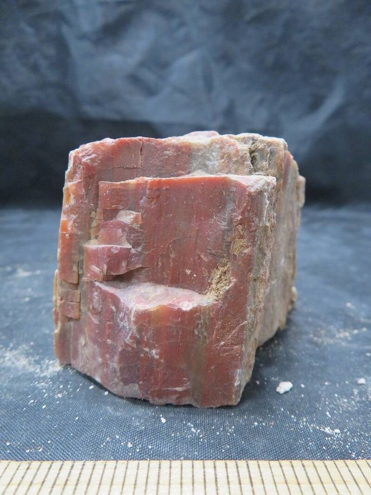 Petrified Wood 1 lbs & 6 ozs