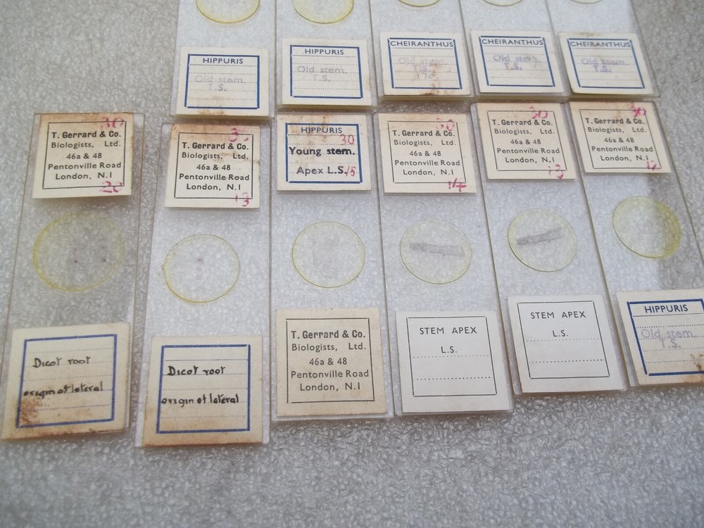 Vintage Glass Microscope Slides -