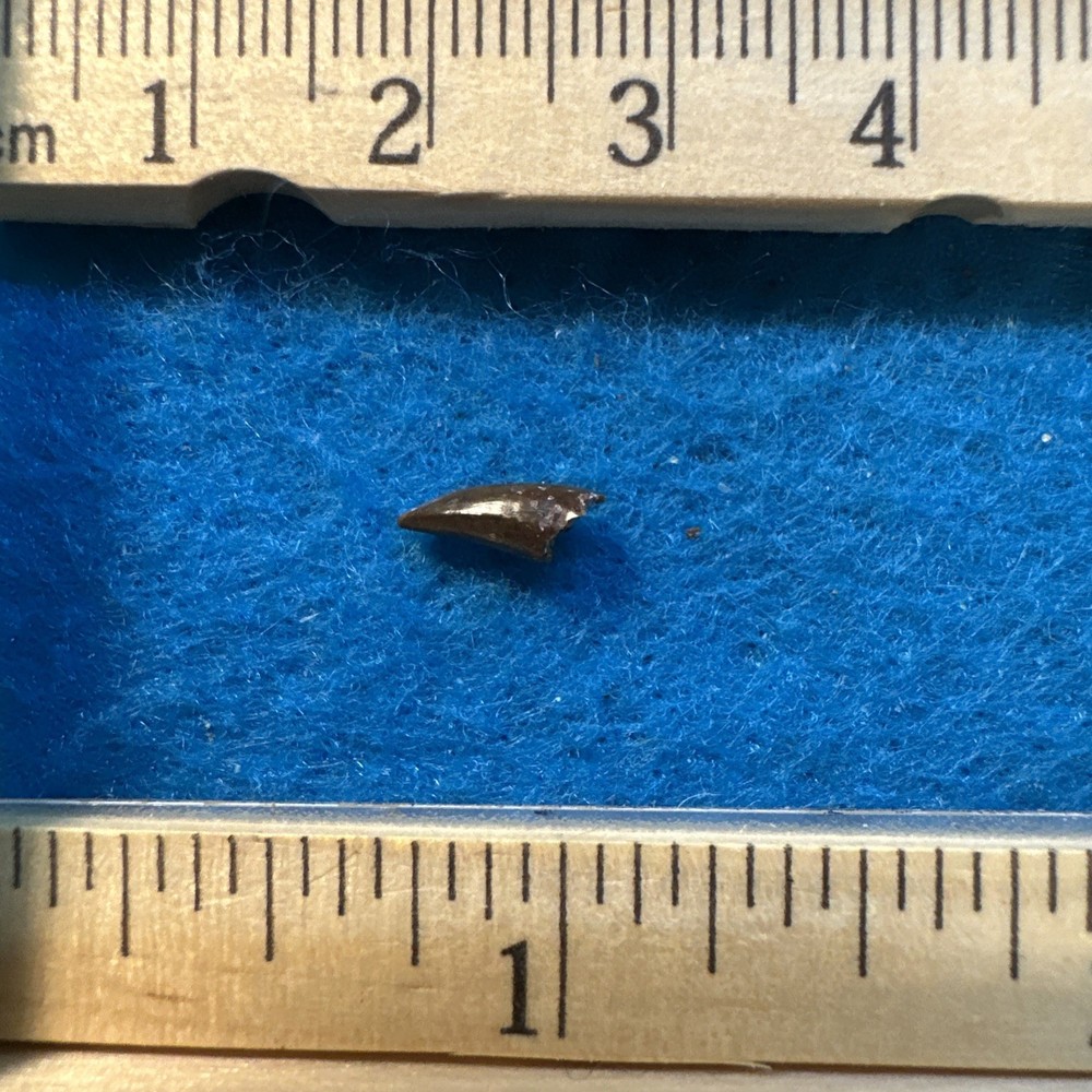 Eryops Tooth Fossil Pre Dinosaur in a Great Display Case