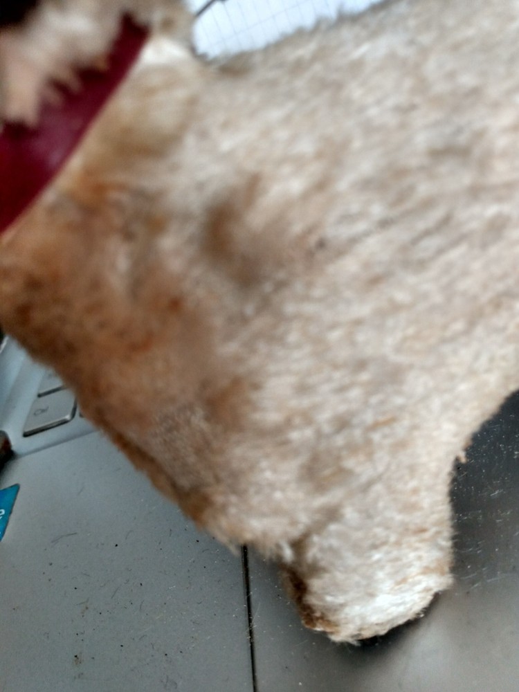 VINTAGE PULL DOG TOY