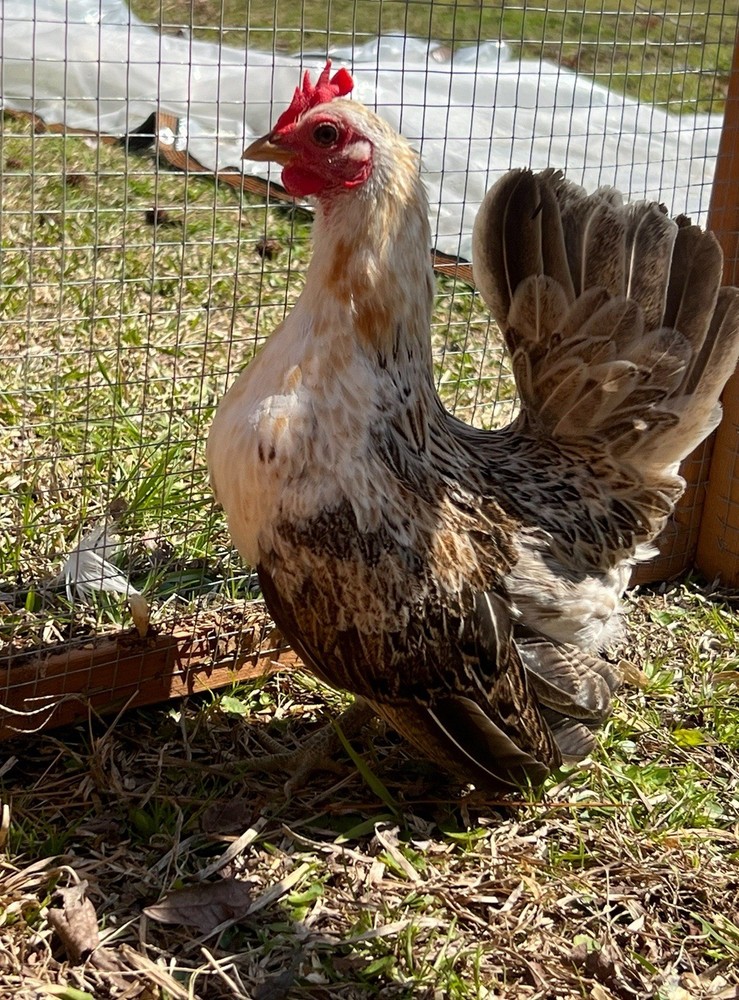 Serama Hatching Eggs *various feather* 10eggs +extra