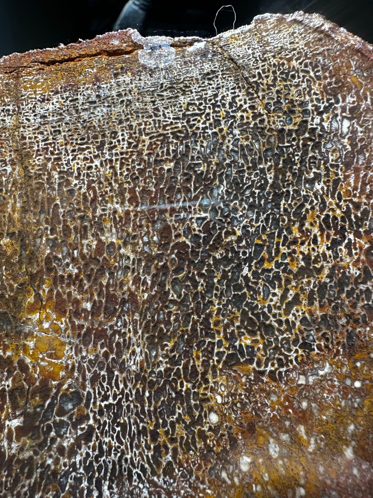 Dinosaur bone rough **hxtled slab.