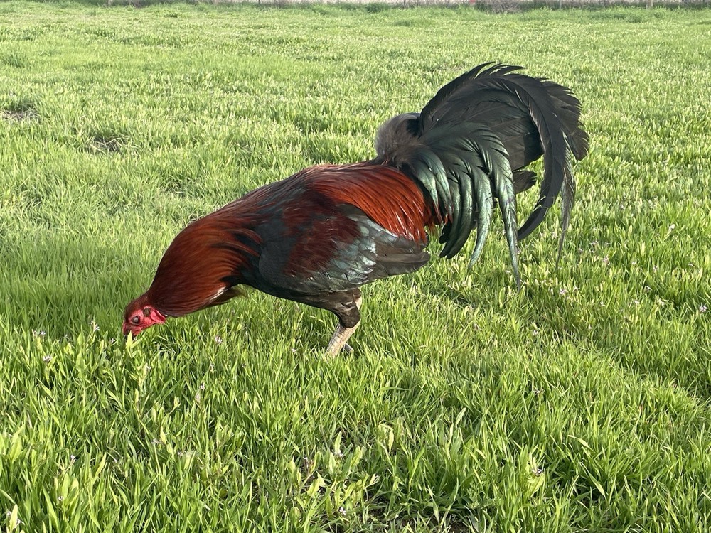 12+ Chicken Hatching Eggs