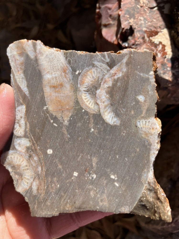 Fossil Stone Slab