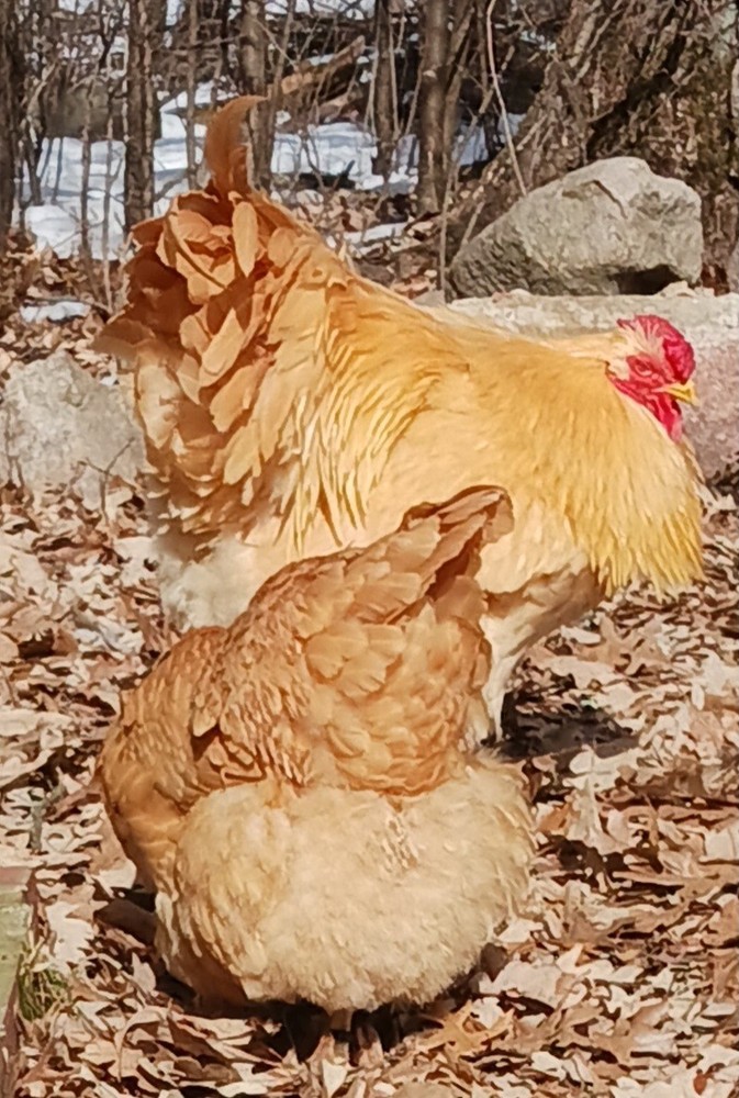 10++ Buff Wyandotte Hatching Eggs