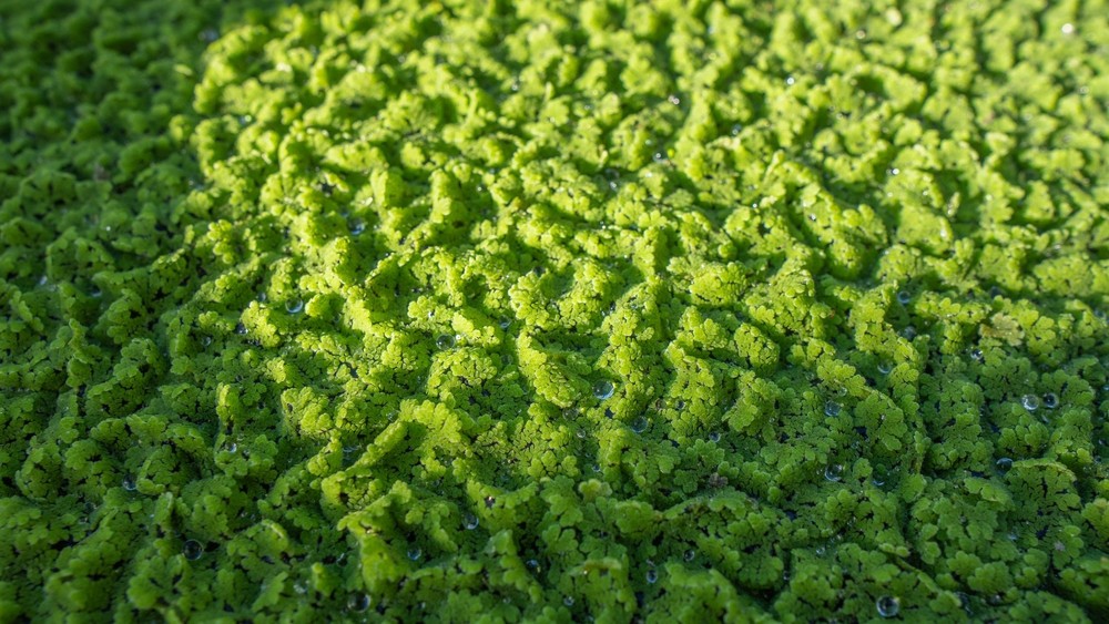 Azolla filliculoides
