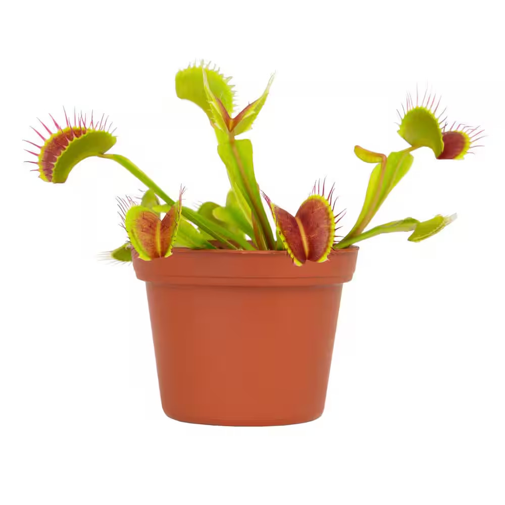 3 In. Venus Fly Trap