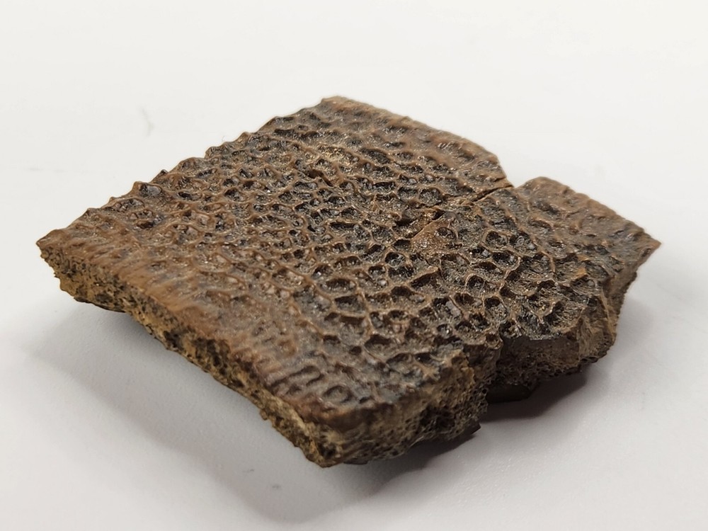 Turtle Shell Fossil - Judith River Fm. - Hill Co., MT