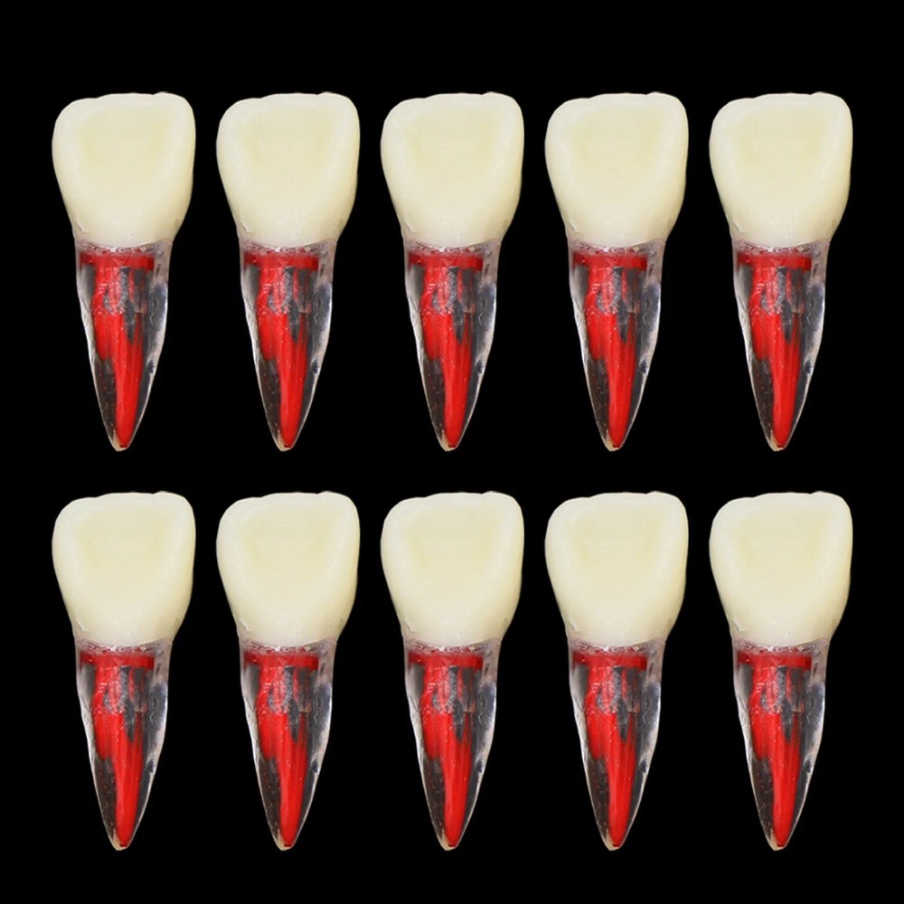 7 Sizes Dental Endodontic Endo Root Canal Teeth Study Model Practice Block #8007