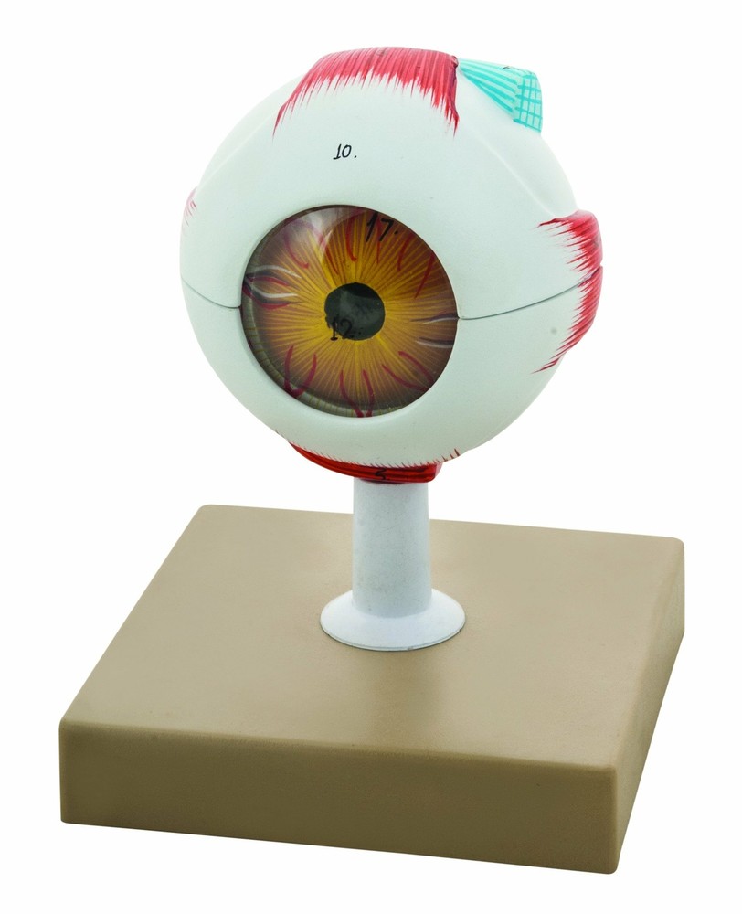 Eisco Labs Human Eye Model, 3X Enlarged - 7 Parts