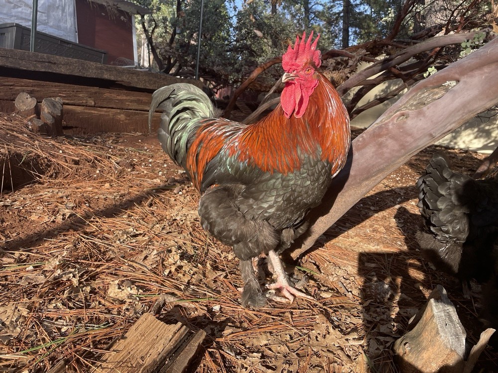 1 Dozen Black Copper Marans Hatching Eggs!