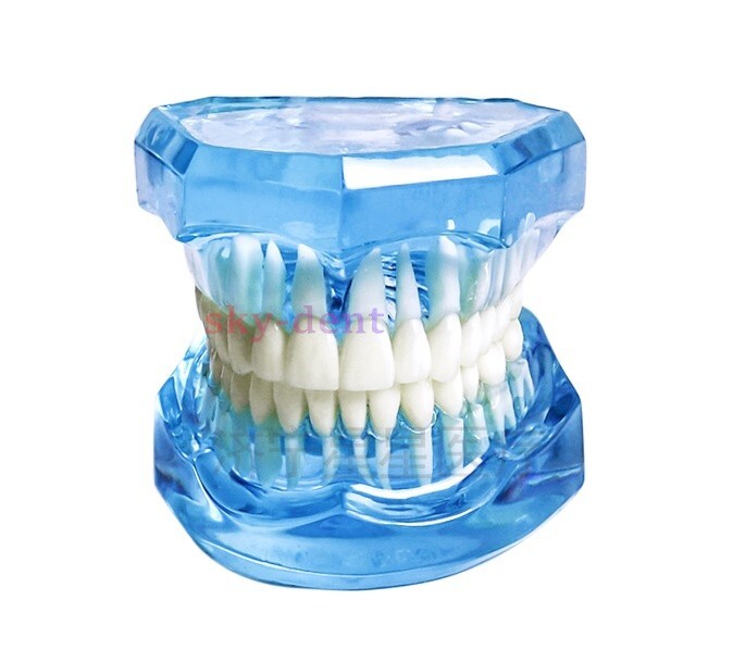 Dental Typodont Teeth Model Ortho Implant Pathological Perio Practice Demo Model