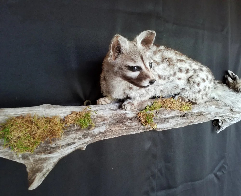 Genet on Pine Branch