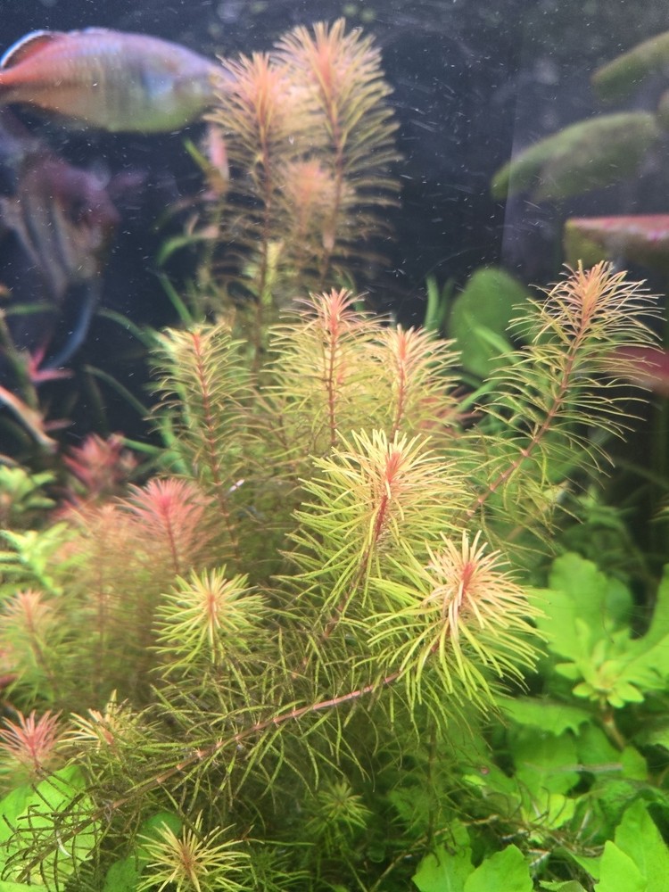 Rotala Wallichii 15 Stems