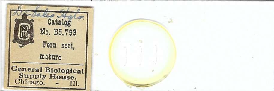 Fern Sori Mature Microscope Slide