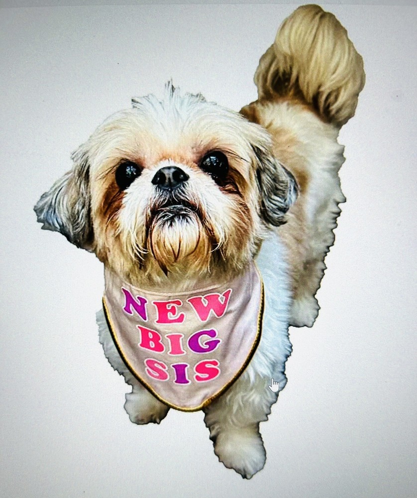 New Big Sis Pet Bandana