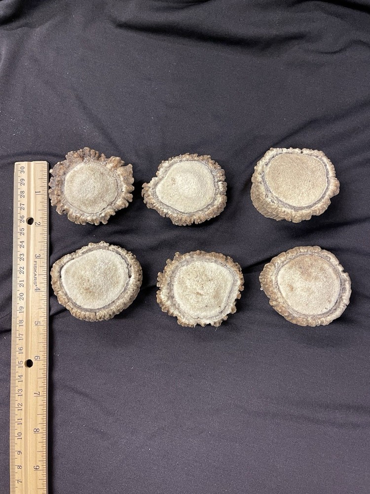 6 SMALL ELK BURRS/ROSETTES/CROWNS/PULLS