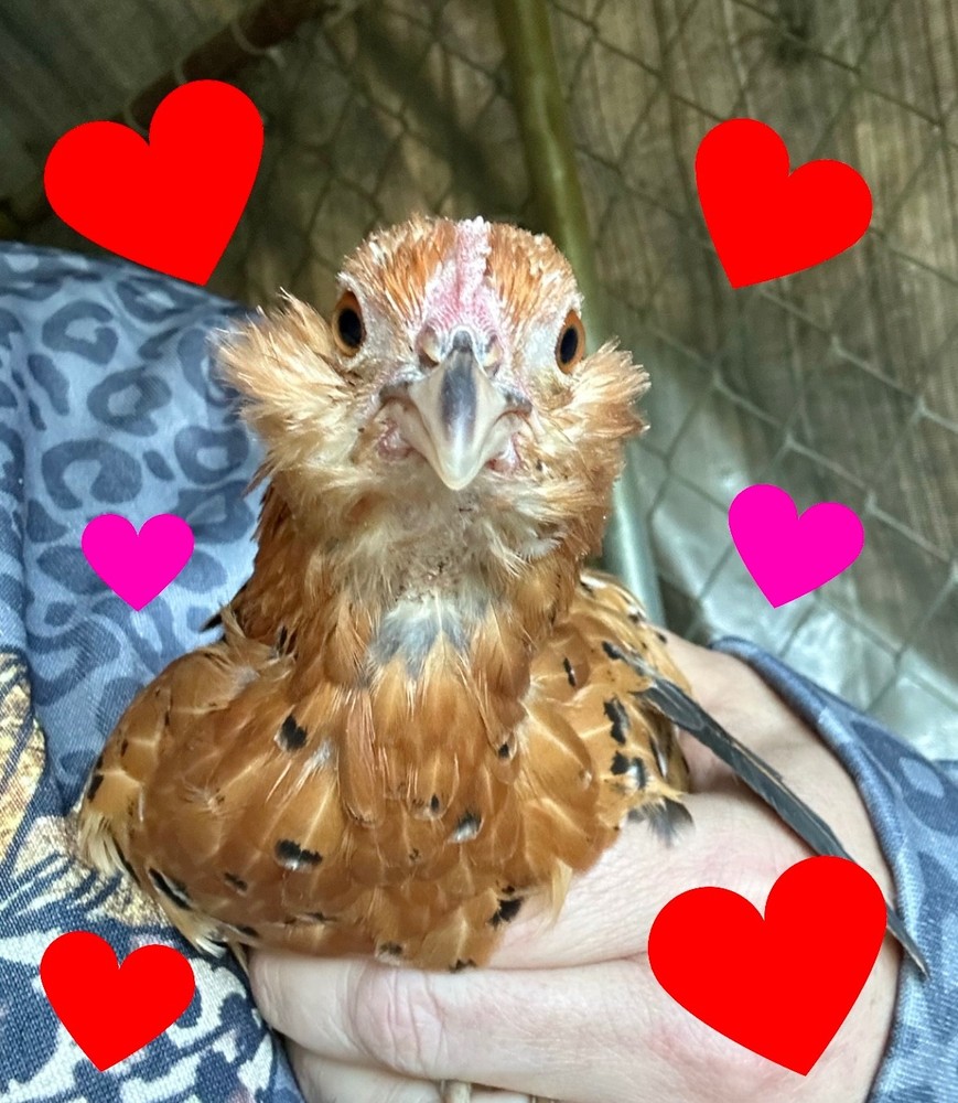 Mille Fleur Bantam Fertilized Hatching Eggs 6+ count will continue to grow
