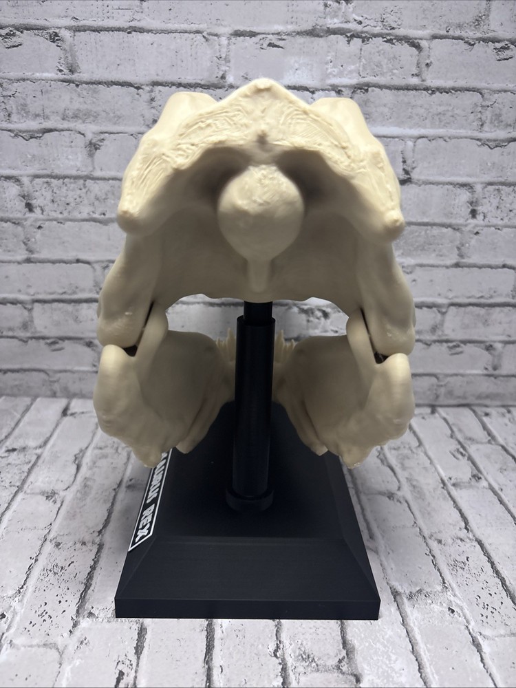 T-Rex 3D printed dinosaur skull large bone colored realistic With Stand Bone PLA