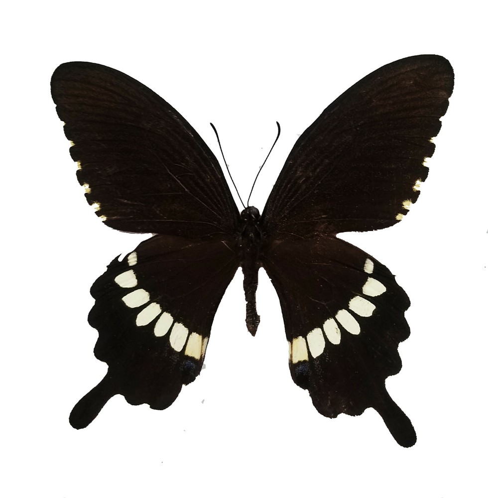Papilio polytes, Common Mormon Swallowtail REAL BUTTERFLY, A1