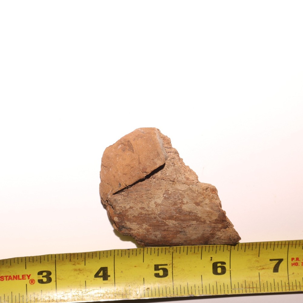 Edmontosaurus Vertebrae Process Fossil Bone Hell Creek Formation - CRETACEOUS