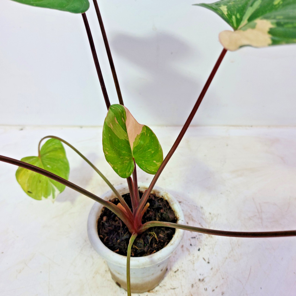 Homalomena Thai Constellation Variegated Free Phyto