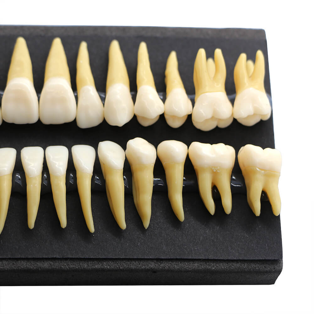 1:1 Dental Demonstration Model with 28 Permanent Teeth for Study Practice #7008