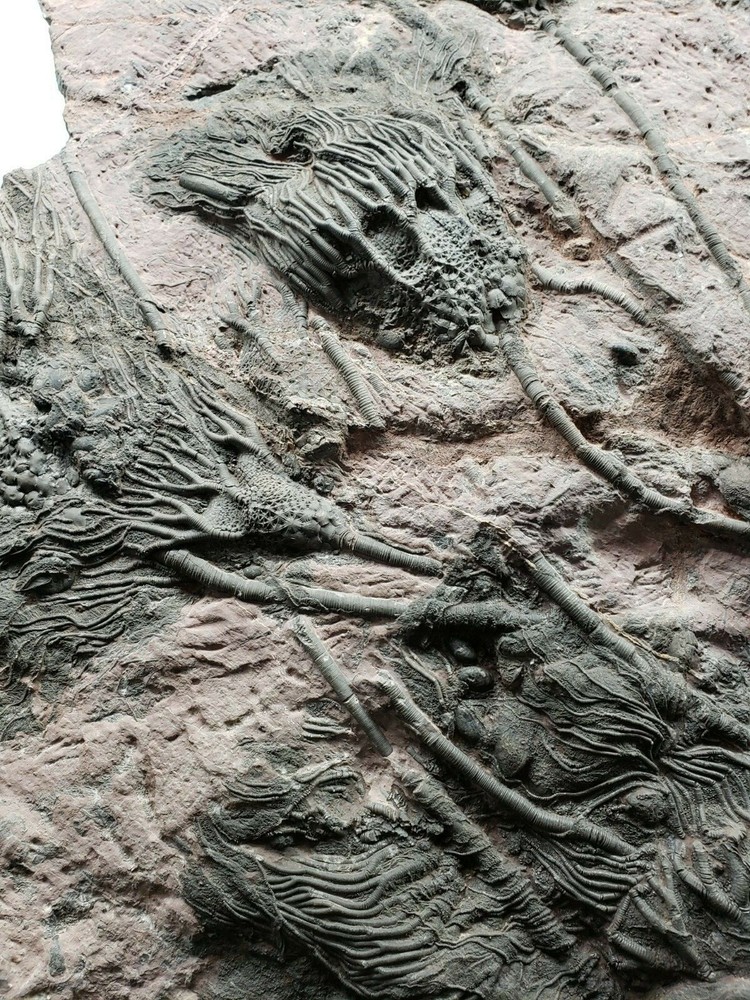 Scyphocrinus Crinoid Morocco Mortality Plate