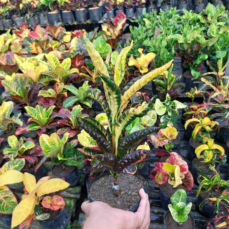 Codiaeum Variegatum Croton Derik Free Phytosanitary