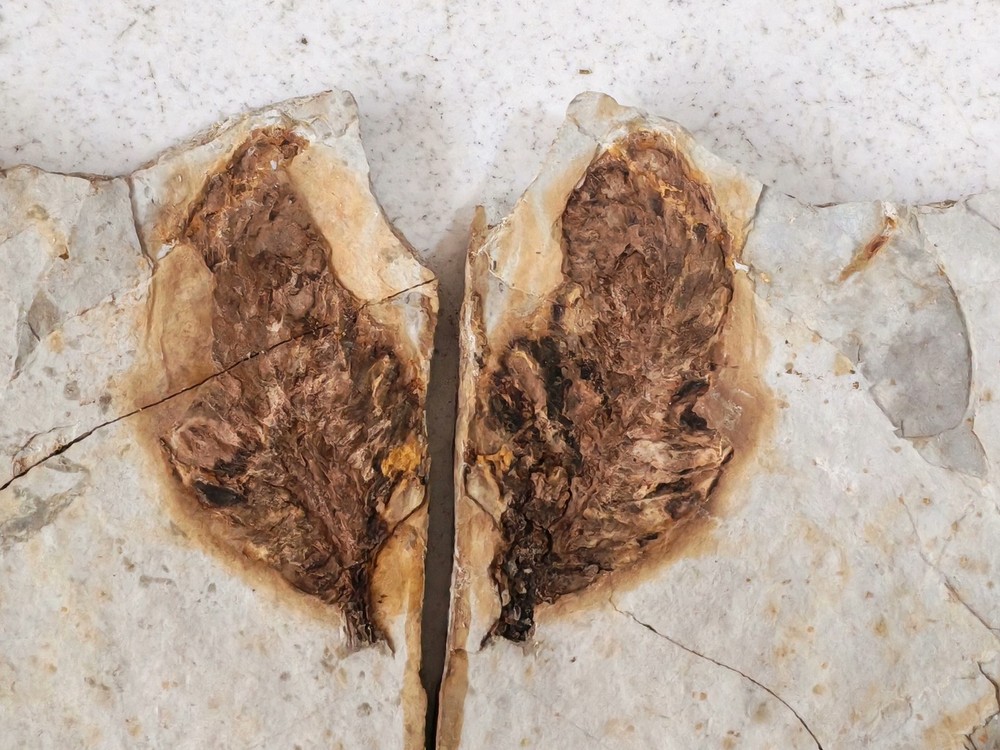Unique and authentic ancient fossil fish fossils 012