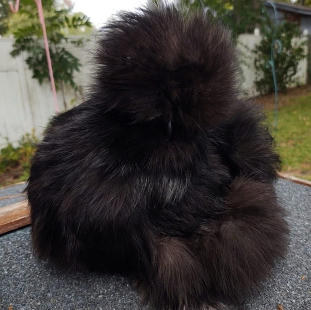 6 quality Silkie Hatching Eggs