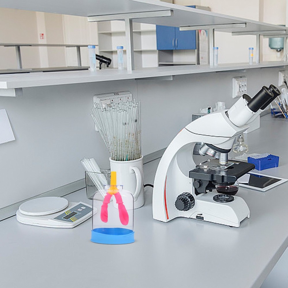 Lung Demonstration Model Function Teaching Aid