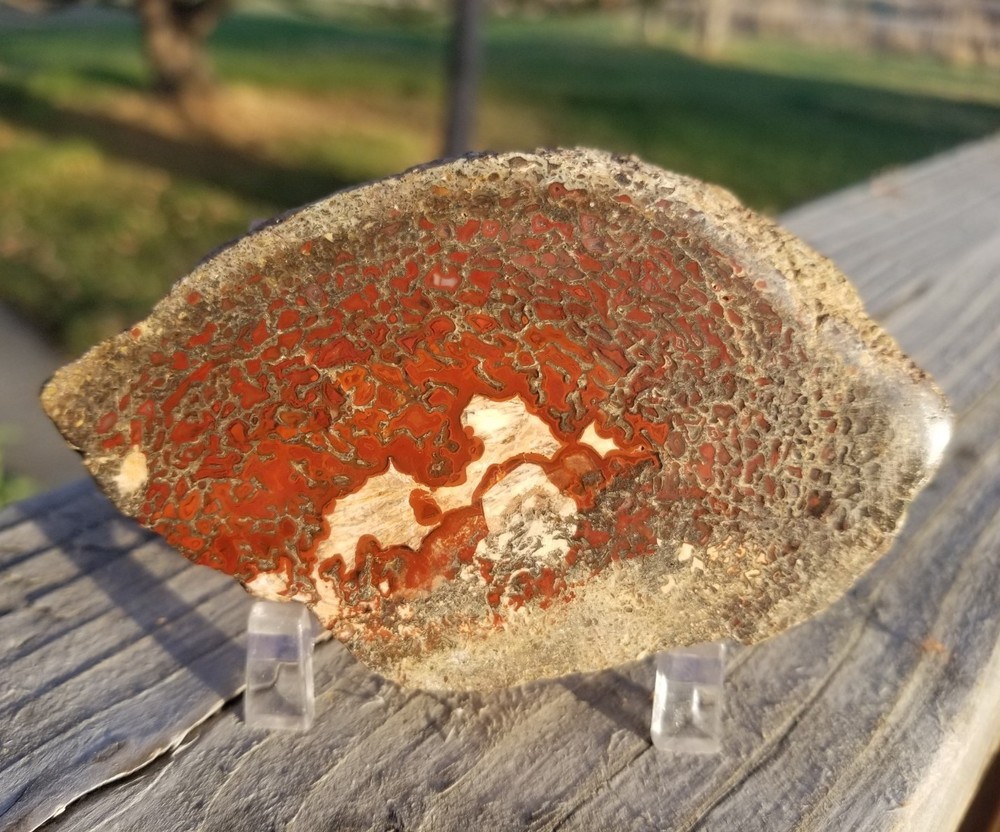 Great Red Deep Cell Agatized Dinosaur Gem Bone Polished Slab Specimen Display