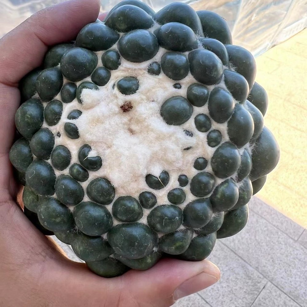 1pc 10-12cm Ownroot,spineless Astrophytum ivory