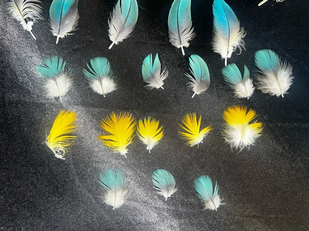 Gorgeous blue and gold macaw feathers